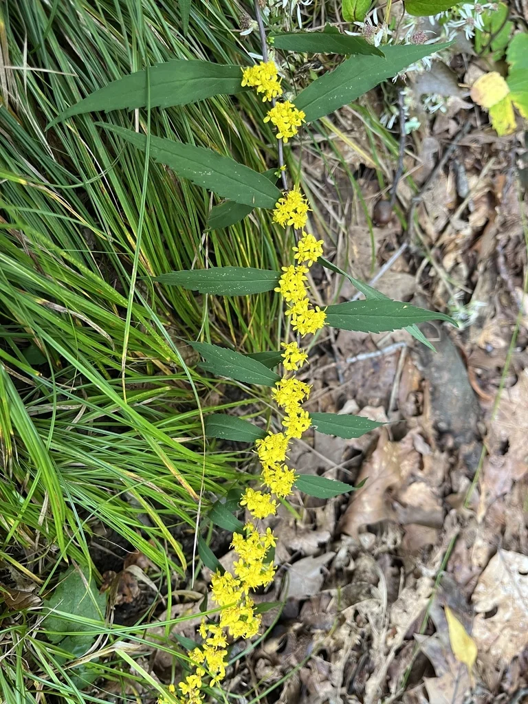 Solidago Caesia