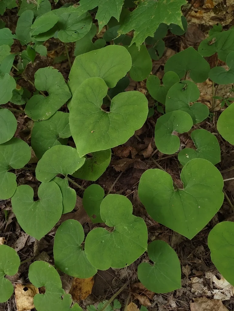 Asarum Canadense