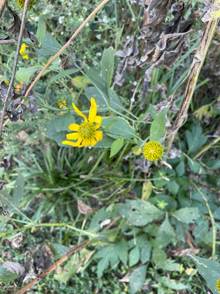 Rudbeckia Laciniata