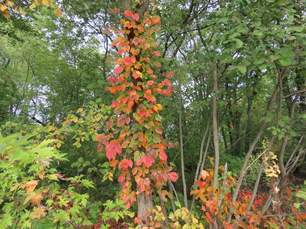 Toxicodendron Radicans