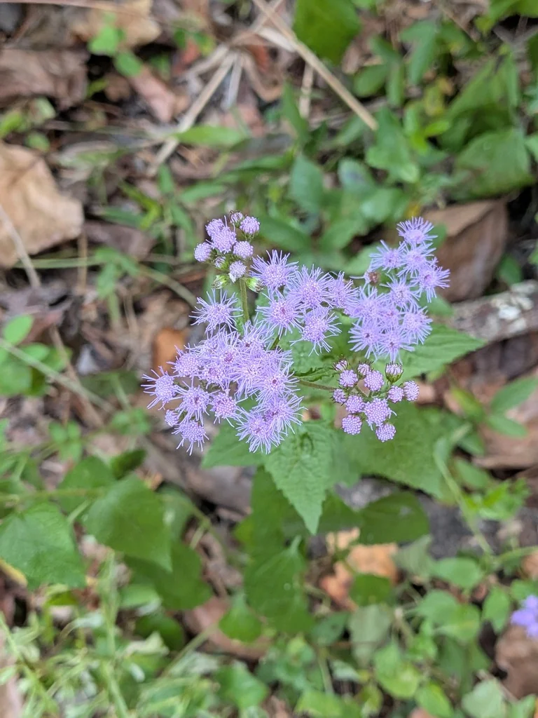 Eupatorium Coelestinum