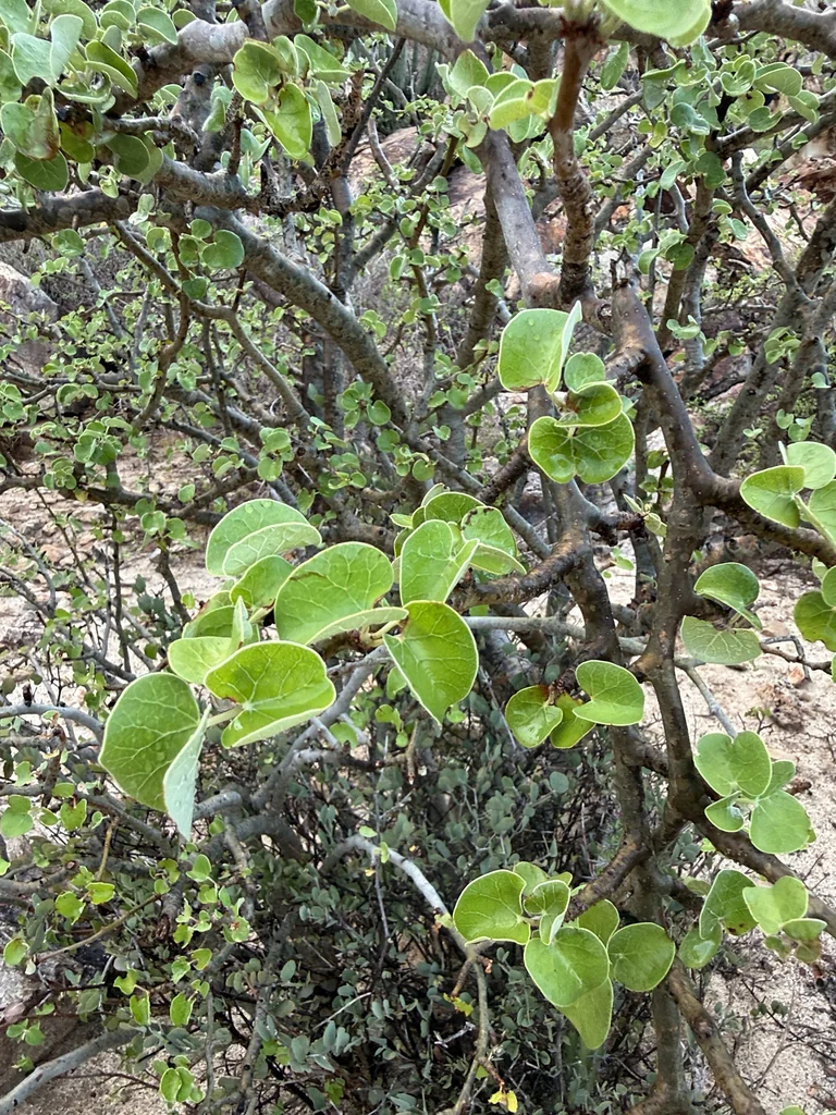 Jatropha Cinerea
