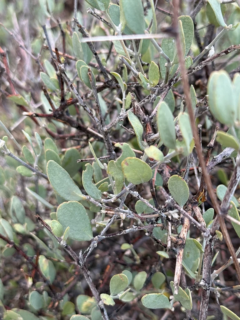 Simmondsia Chinensis