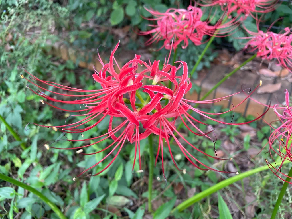 Lycoris Radiata