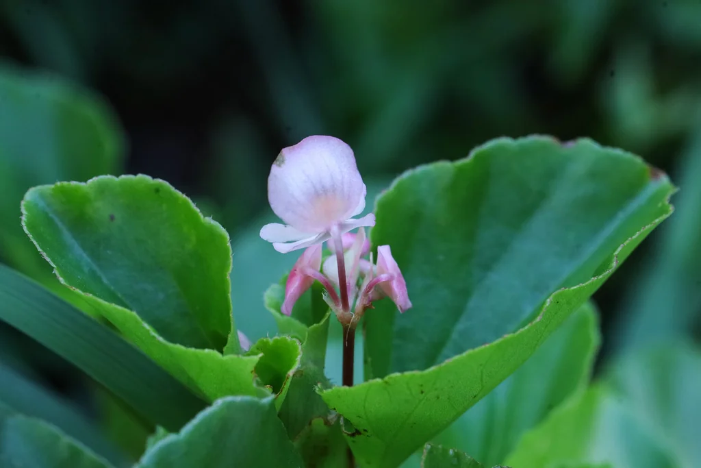 Begonia semperflorens