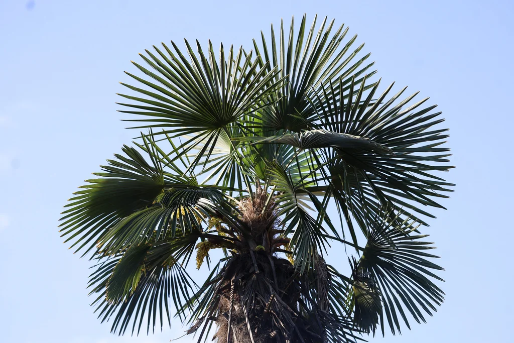 Trachycarpus Wagnerianus