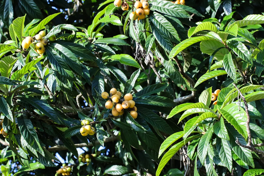 Eriobotrya Japonica