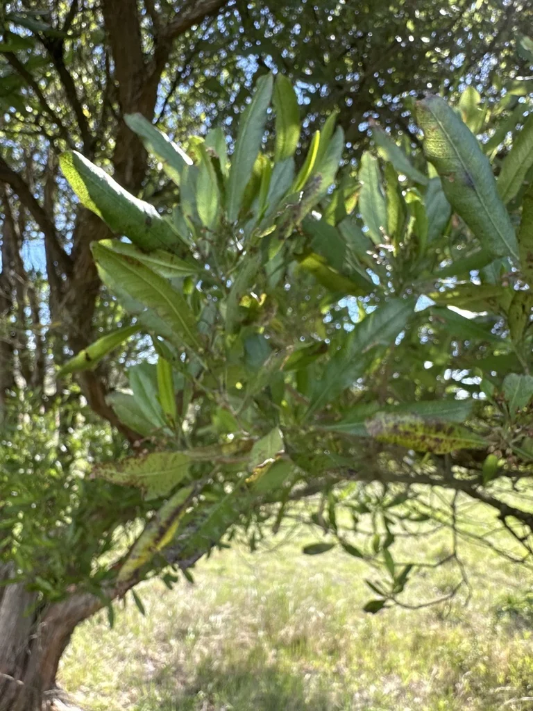 Dodonaea Viscosa