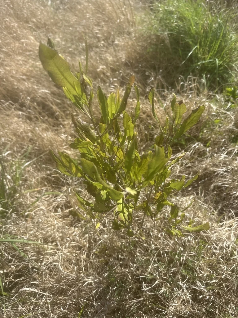 Dodonaea Viscosa