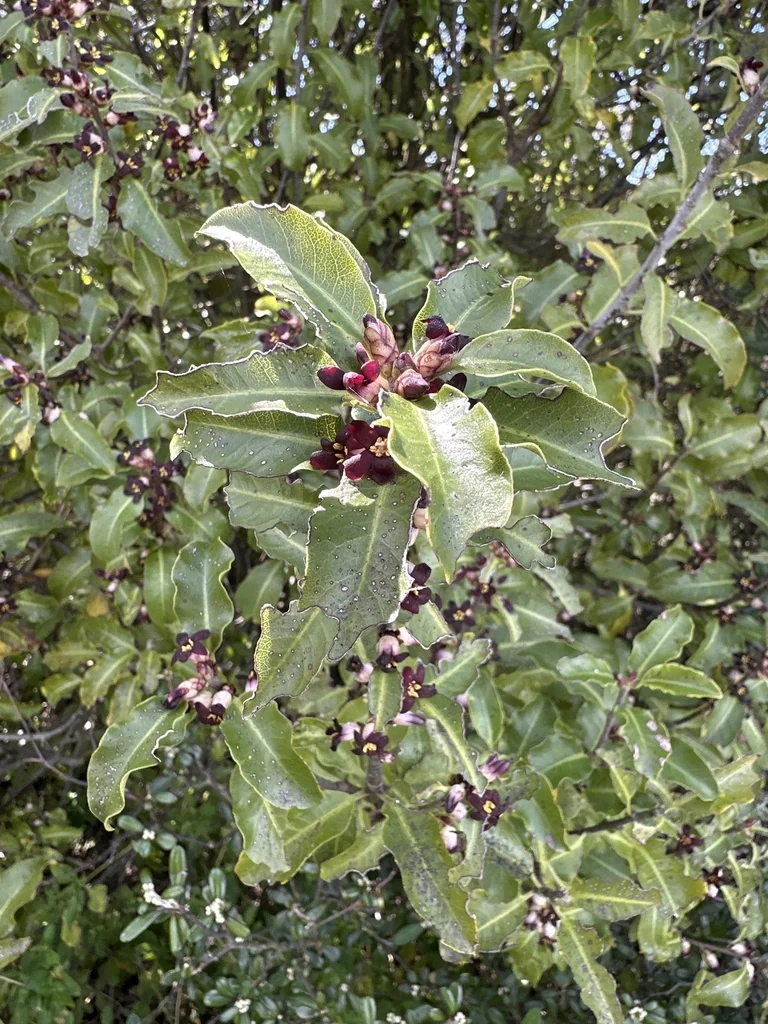 Pittosporum Tenuifolium