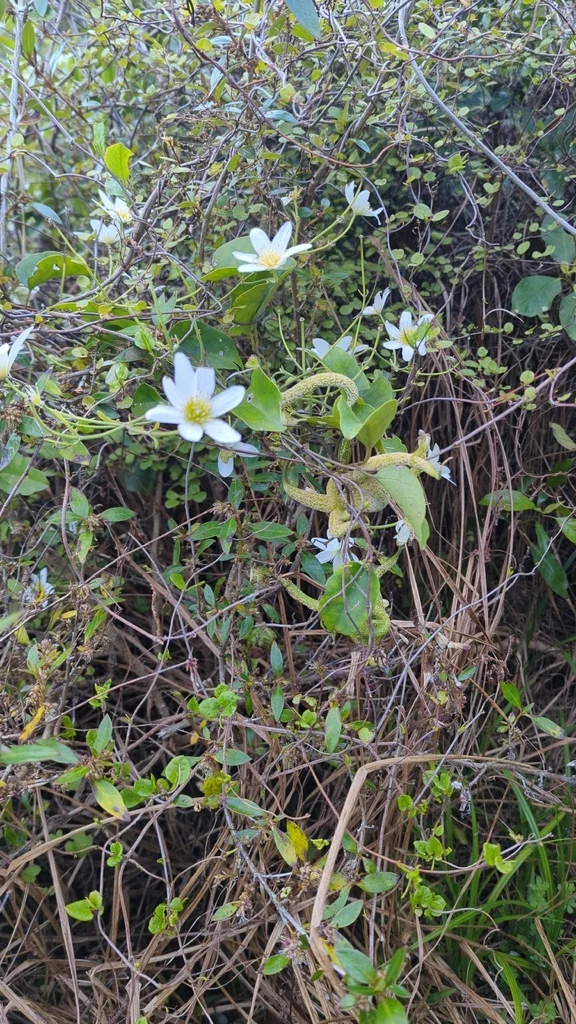 Clematis Paniculata