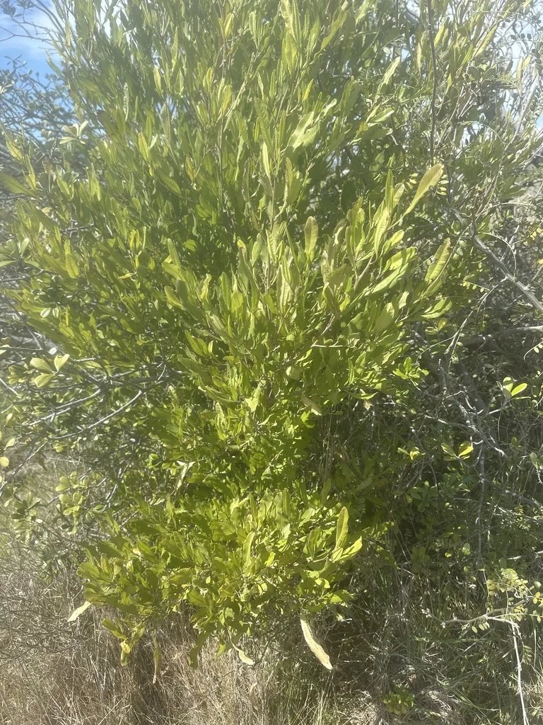 Dodonaea Viscosa