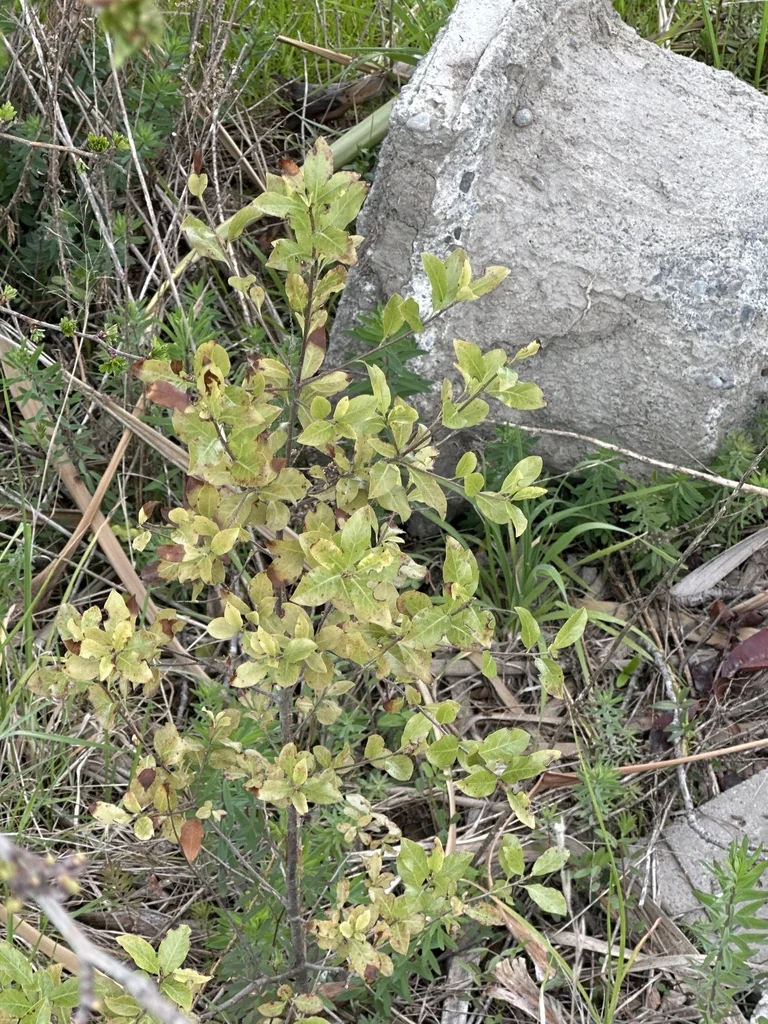 Pittosporum Tenuifolium