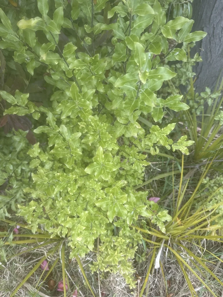 Pittosporum Tenuifolium