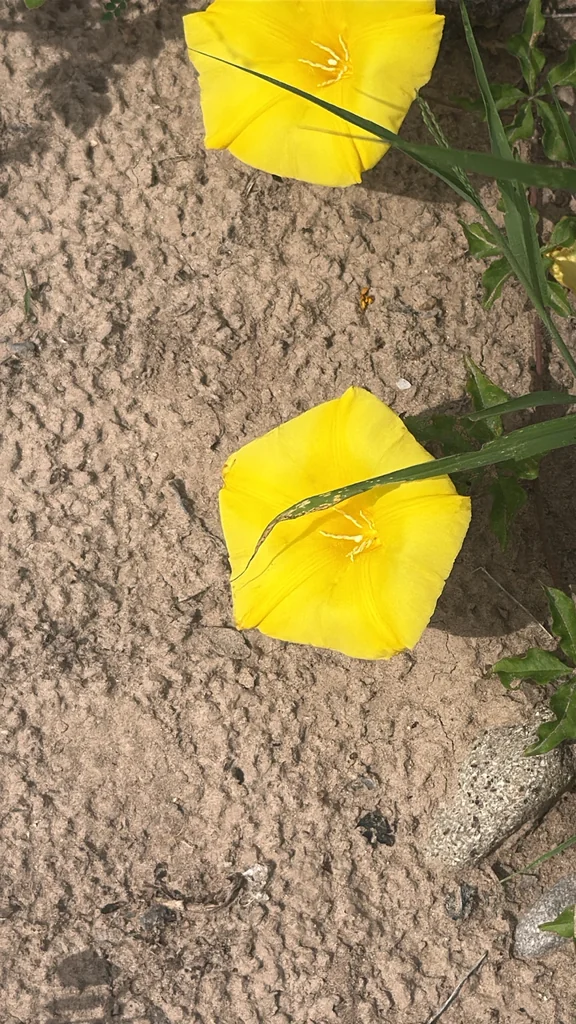 Merremia Aurea