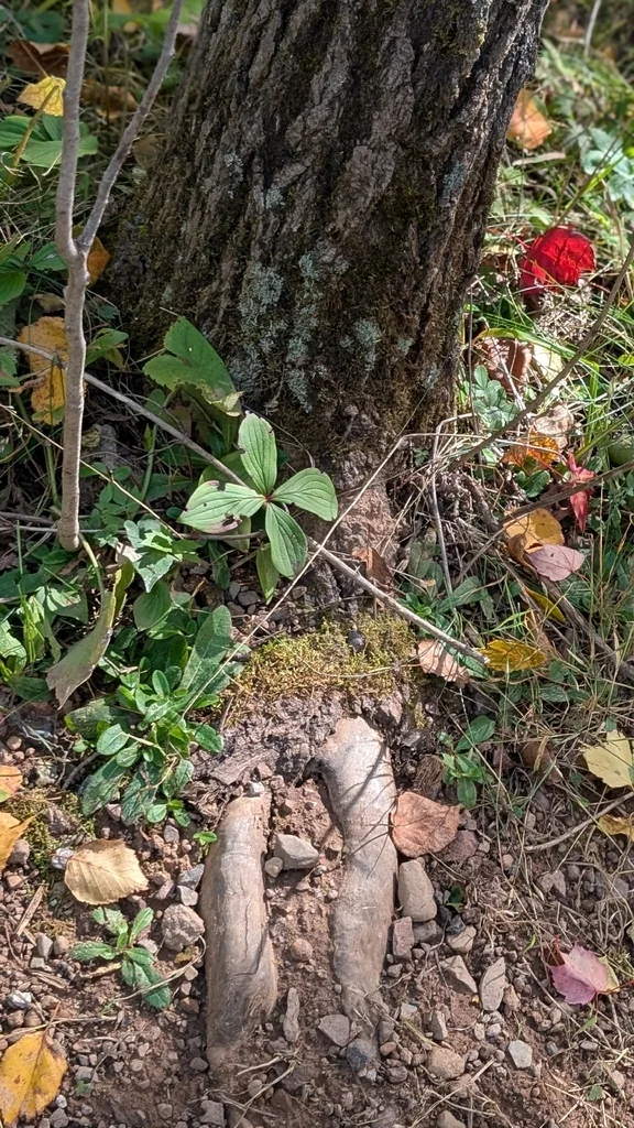 Cornus Canadensis