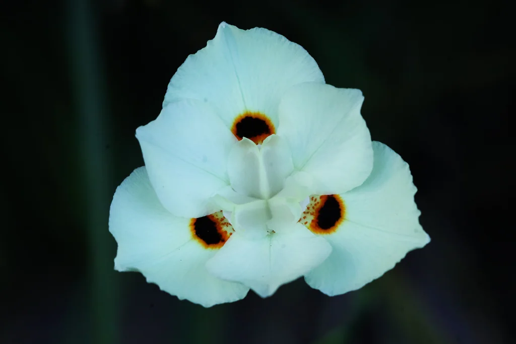 Dietes Bicolor