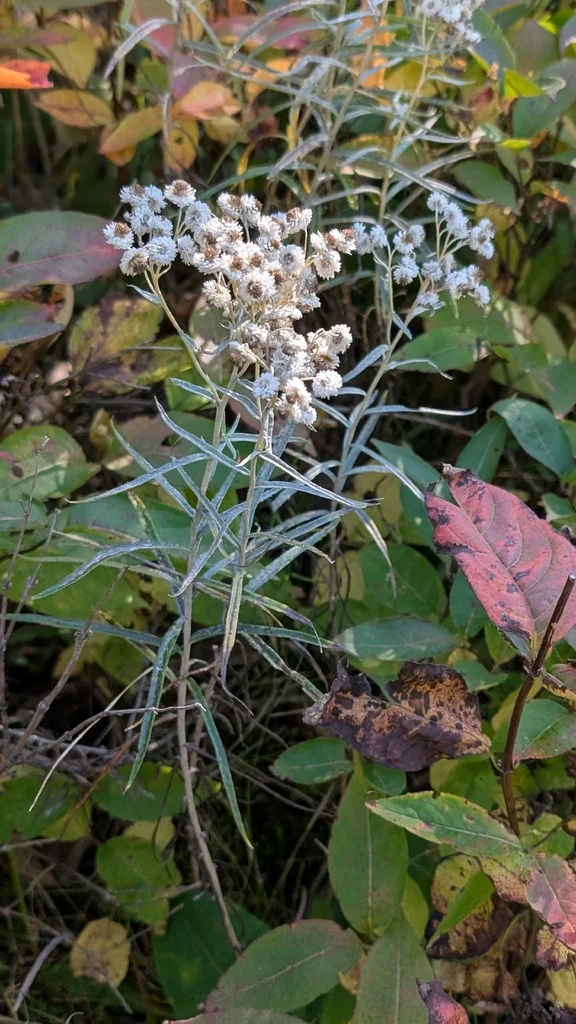 Anaphalis Margaritacea