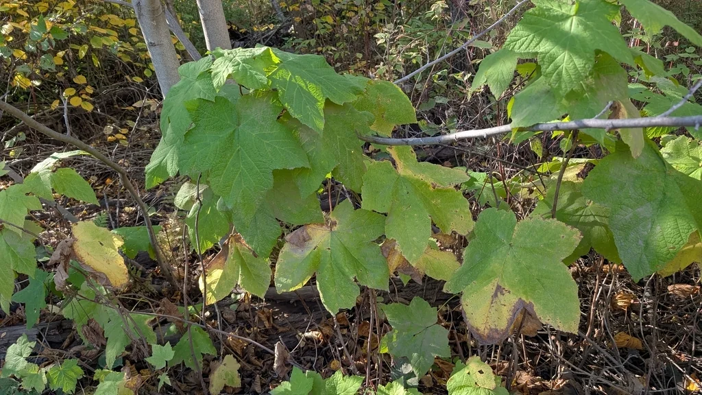 Rubus Parviflorus