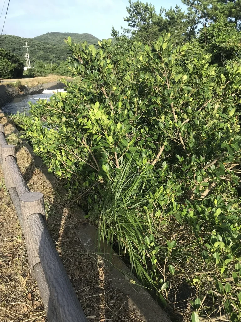 Ficus microcarpa