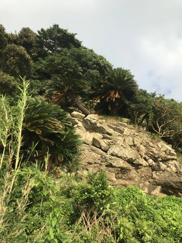 Cycas Revoluta