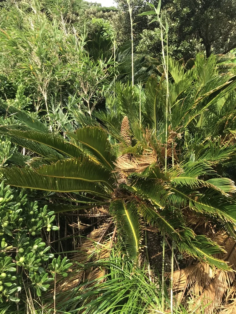 Cycas Revoluta