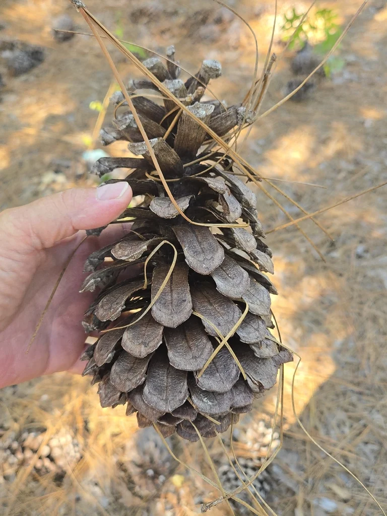 Pinus Palustris