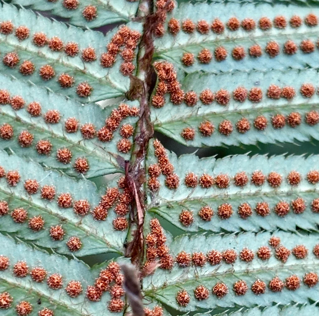 Polystichum Munitum