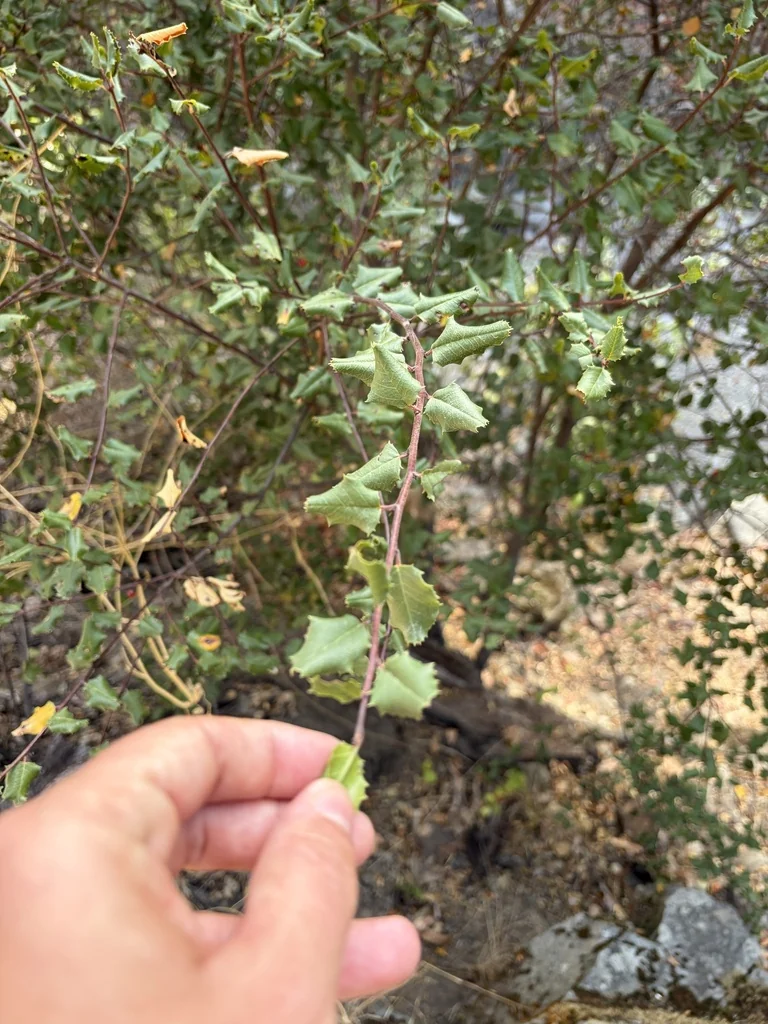 Rhamnus Ilicifolia