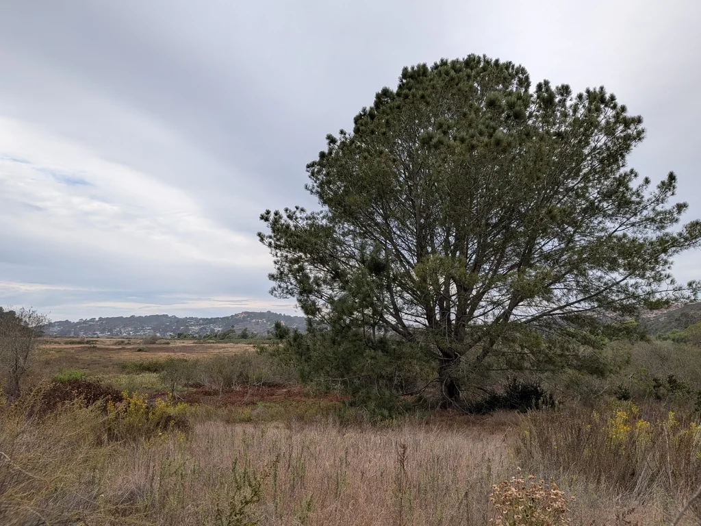 Pinus Torreyana