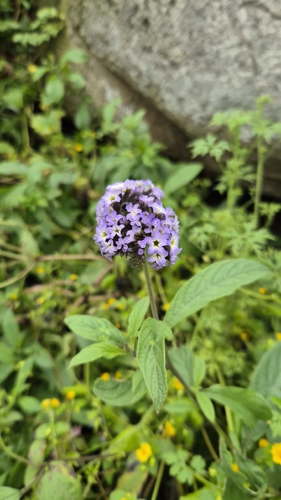 Heliotropium arborescens