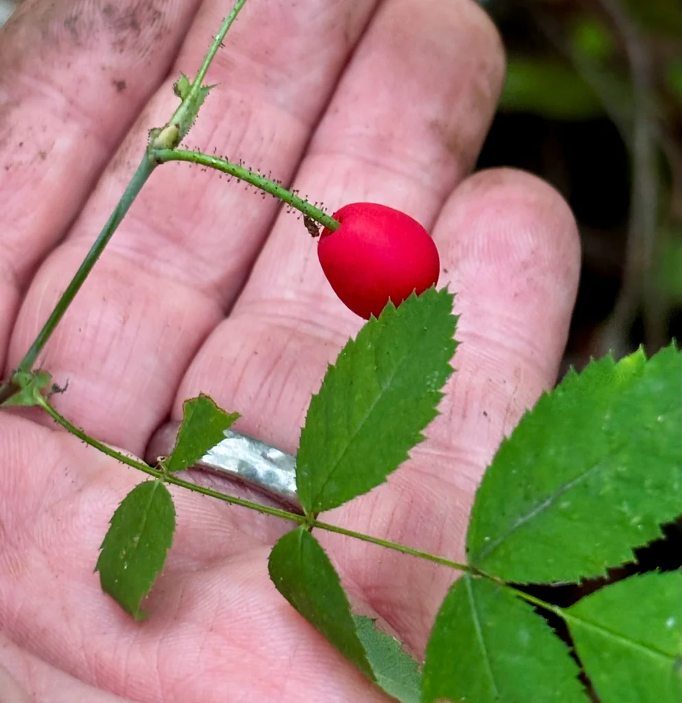 Rosa gymnocarpa