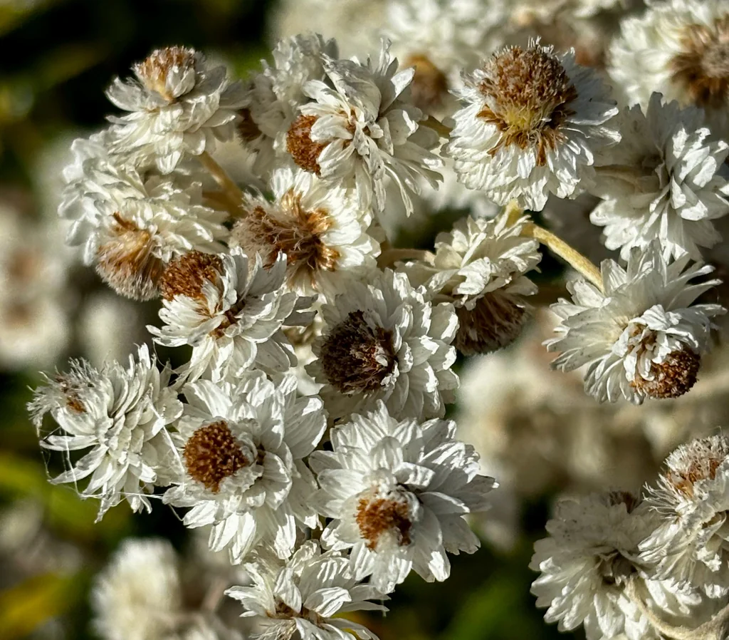 Anaphalis Margaritacea