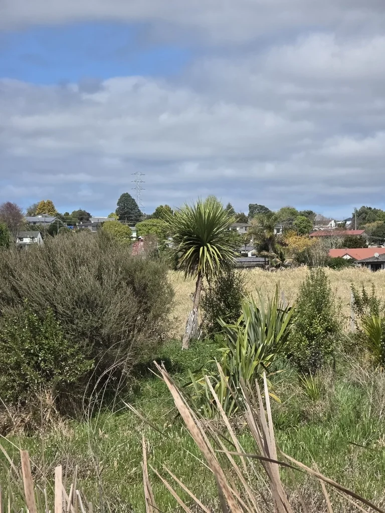 Cordyline australis