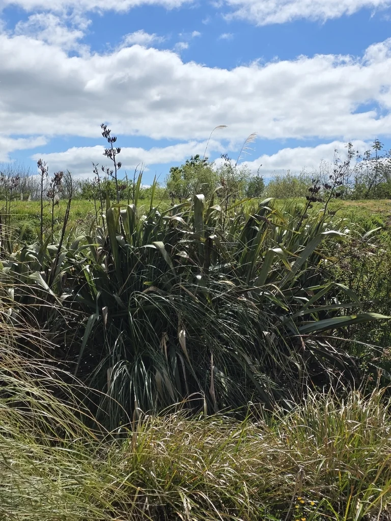 Phormium Tenax