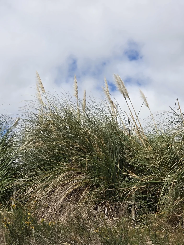 Cortaderia Selloana