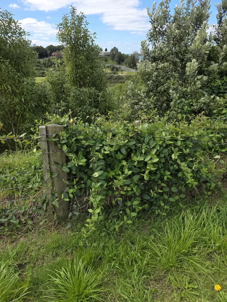 Lonicera Japonica