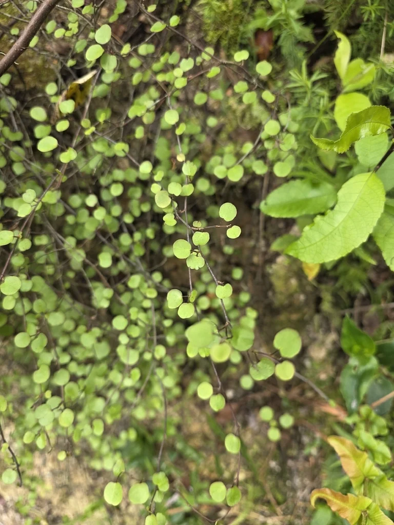 Muehlenbeckia complexa