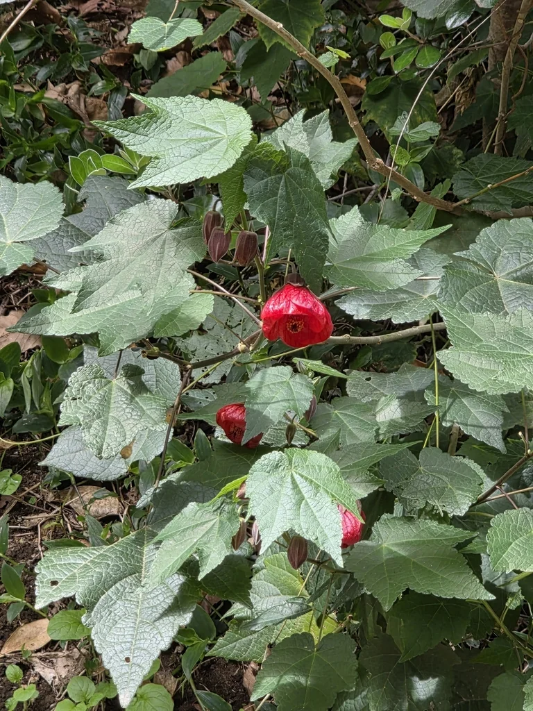 Malvaviscus Arboreus