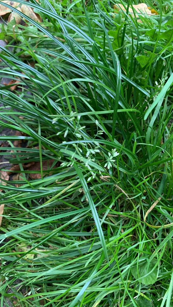 Poa Annua