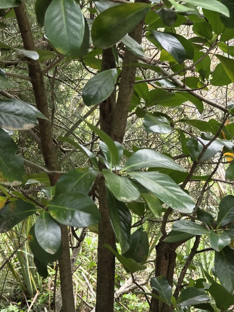 Corynocarpus Laevigatus