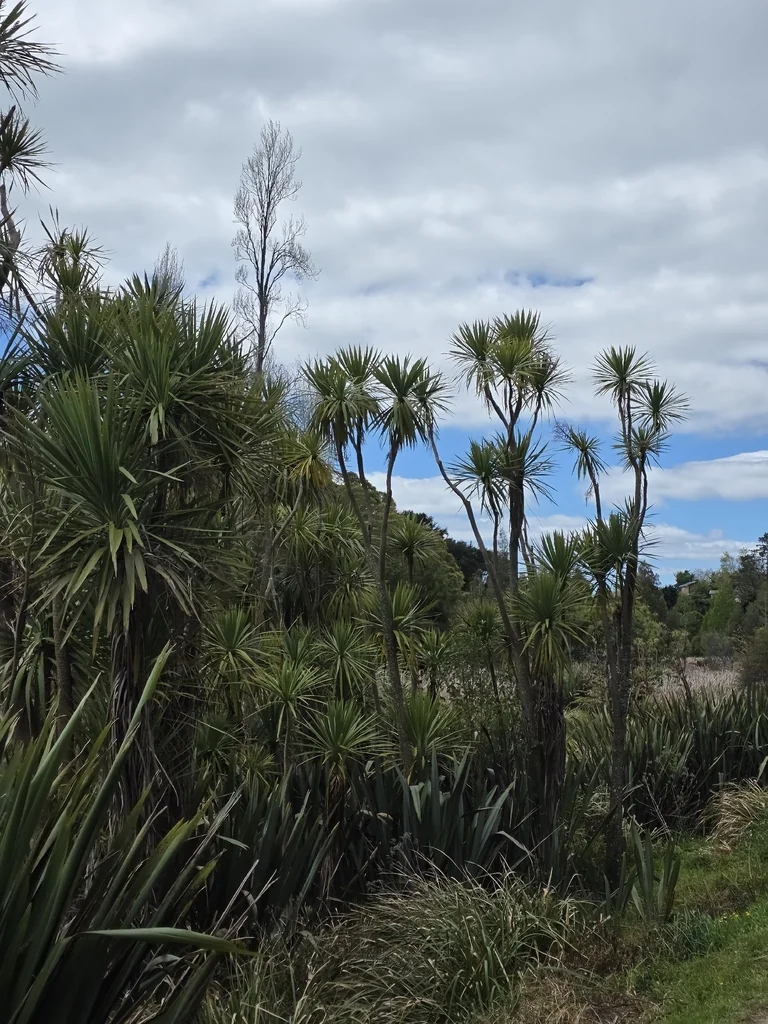 Cordyline australis