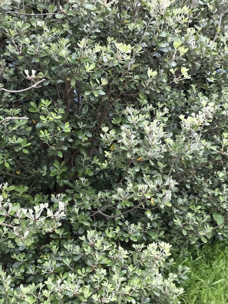 Pittosporum Crassifolium