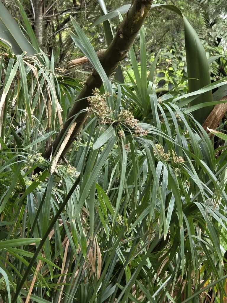 Cyperus Alternifolius