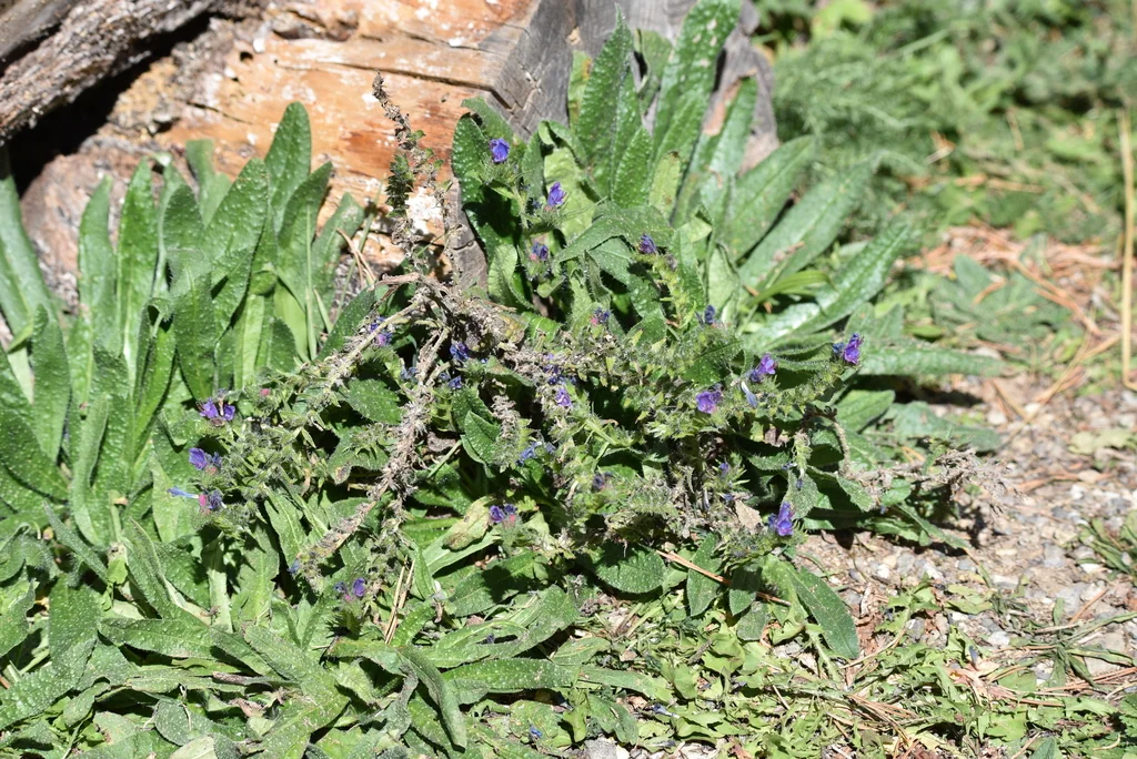 Echium Vulgare