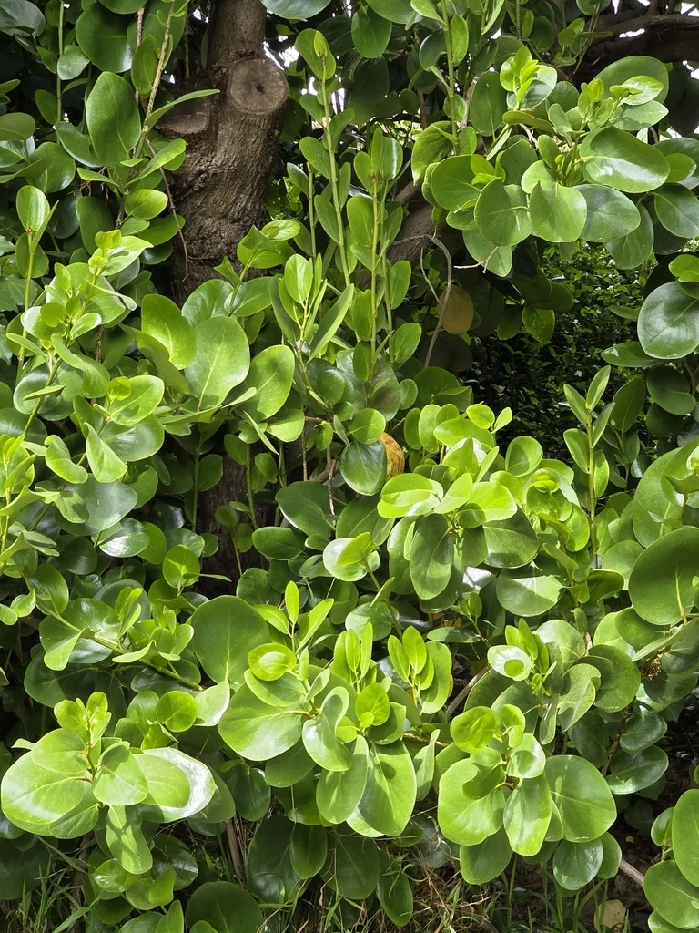 Griselinia Lucida