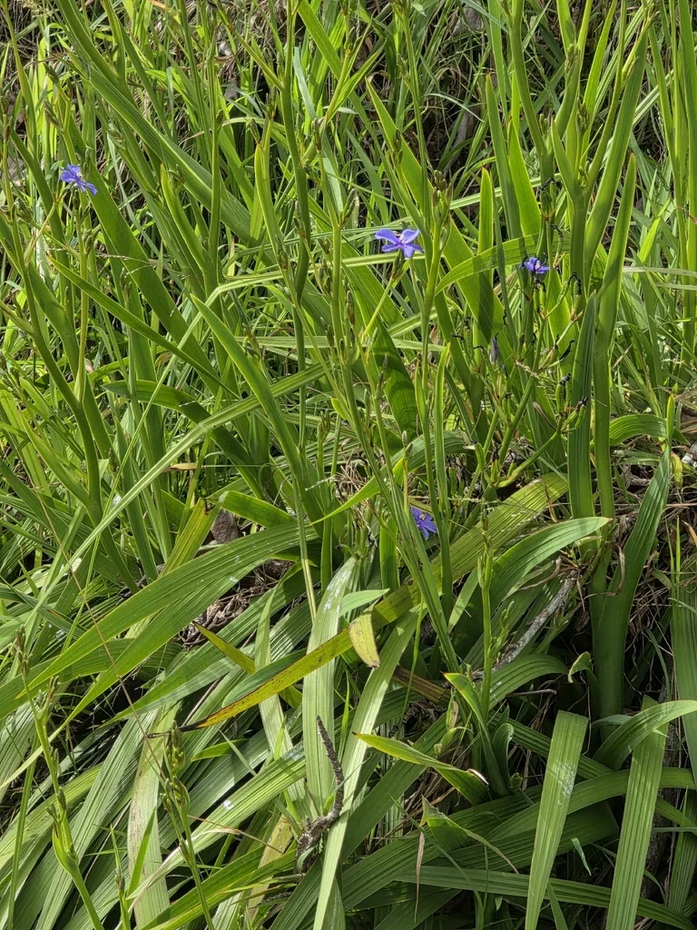 Aristea Ecklonii