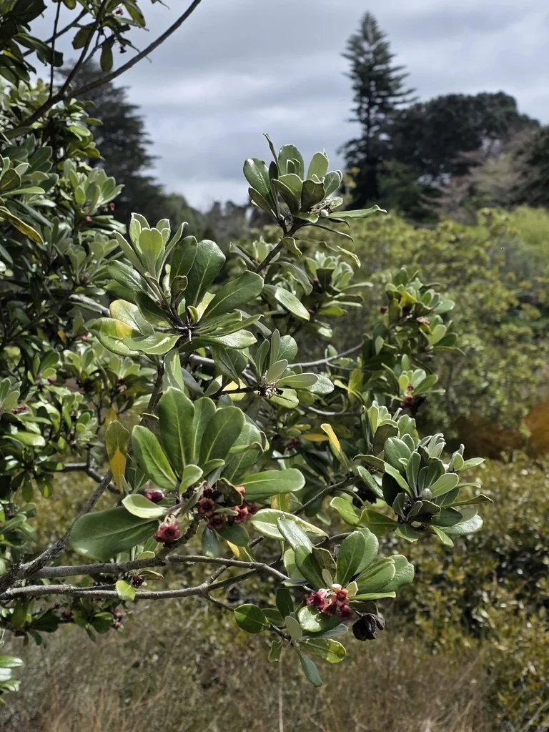 Pittosporum Crassifolium