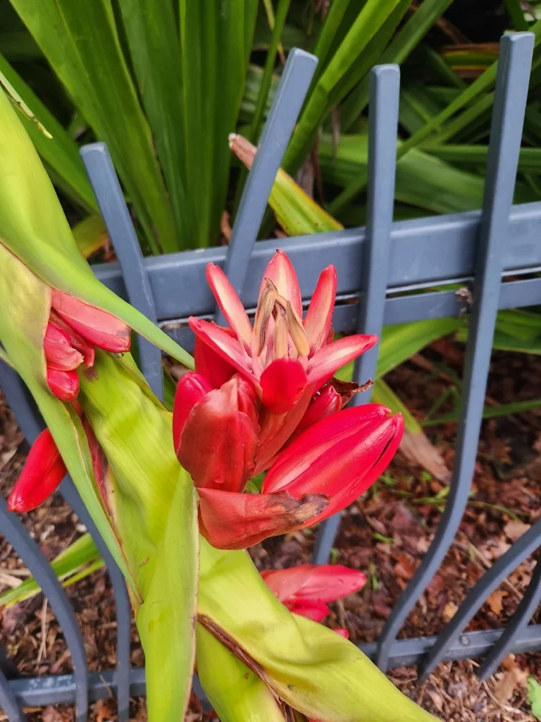 Doryanthes Palmeri