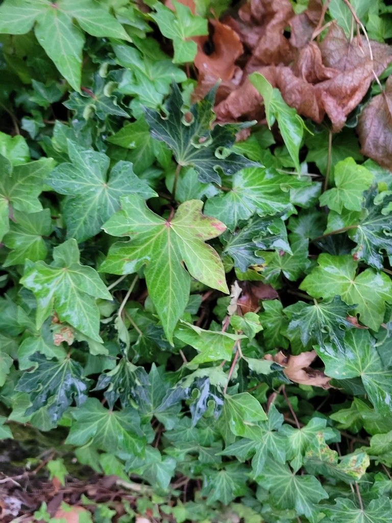 Hedera helix